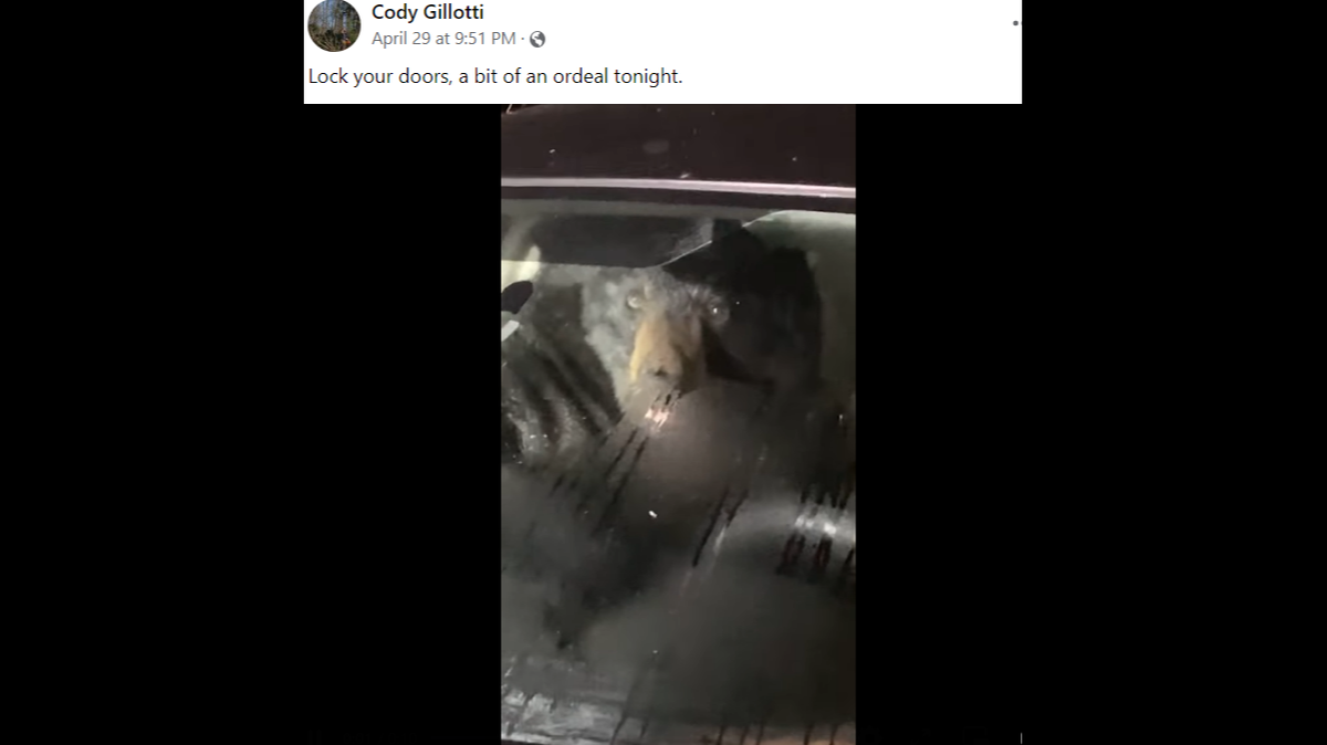 A black bear got inside of a car parked outside of a Connecticut home and tore up the interior, video shows.