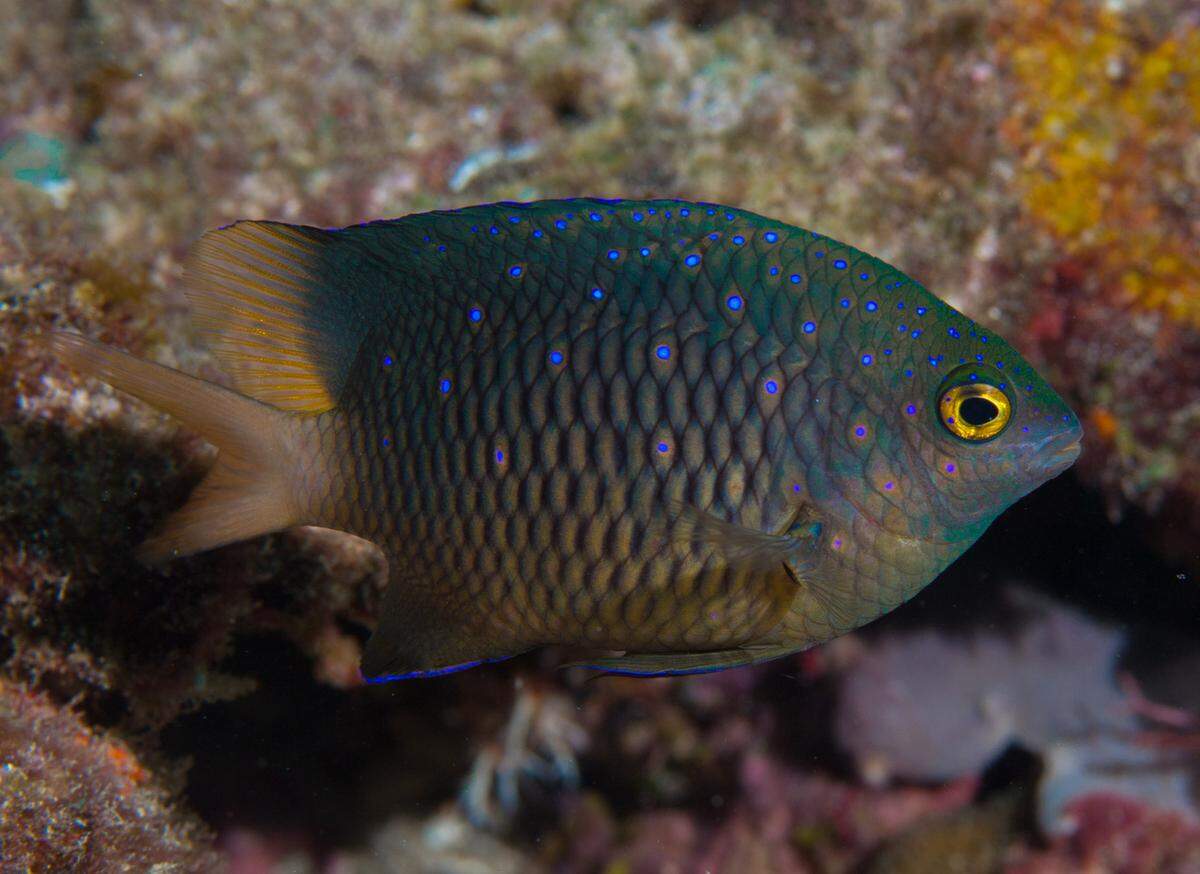 This territorial damselfish, the jewel damsel, has bright blue iridescent spots along its body. These fish “farm” algae plots and are very territorial, darting after other fish and even divers, warning them to stay away from their food source.
