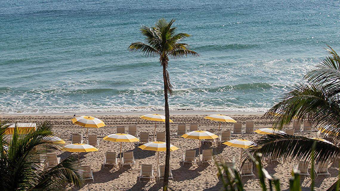 A lone palm tree in the center of beach lounges at the edge of the ocean at the Four Sesaons Hotel & Residences