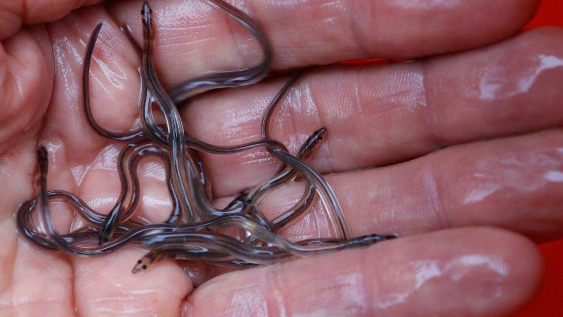 The cost of the meat from the endangered eels totaled millions of dollars, prosecutors said. (AP Photo/Robert F. Bukaty, File)