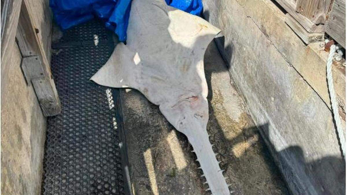 Florida wildlife officers retrieved a dead sawfish at the Geiger Key Paddle Hut near the Geiger Key Marina.