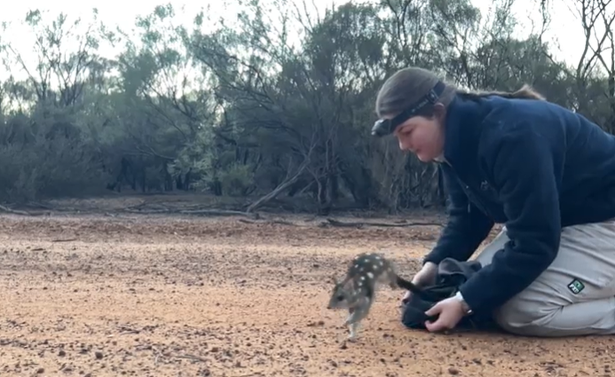 The quolls are carnivorous marsupials known for their red-brown fur and unique white spots.