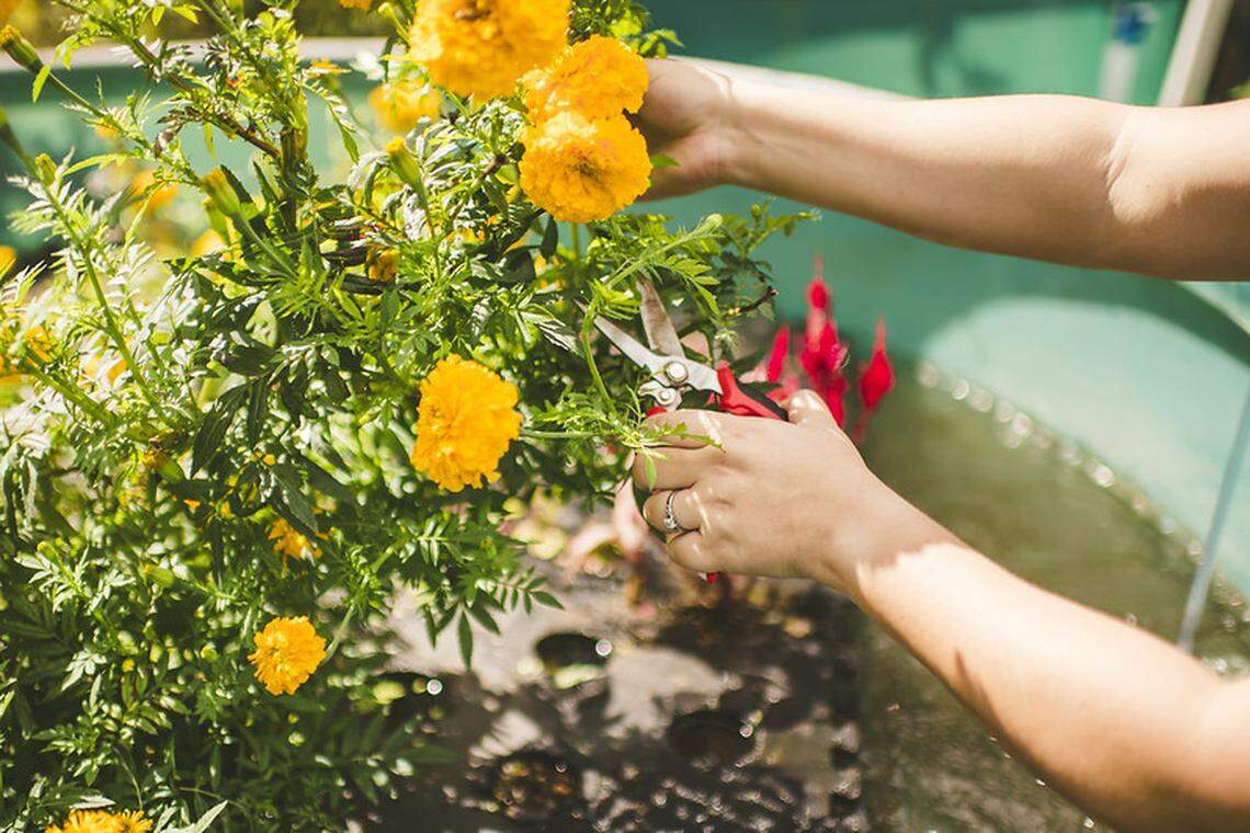 Marigolds growing in a test pool at FIU.
