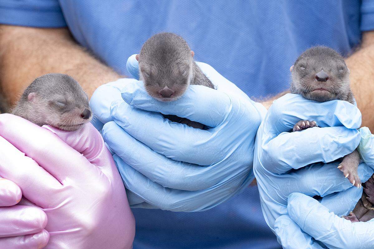 Zoo Miami’s newest babies. Three river otter pups were born at the Kendall attraction on Tuesday, Feb. 7, 2023. They had their exams on Feb. 8. 