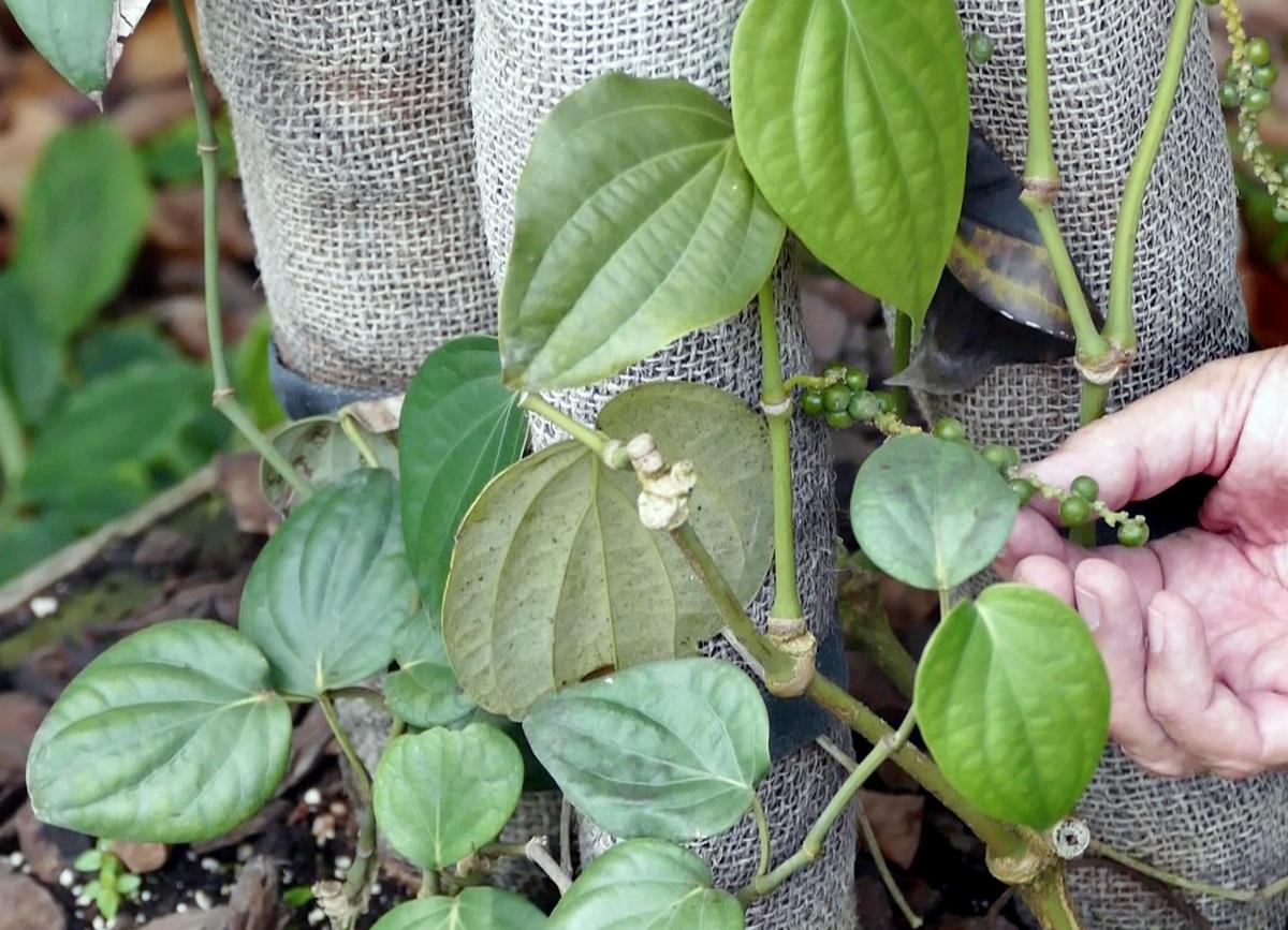 The Black Pepper plant starts off green, then turns red and eventually becomes black. This one grows at the Redland Fruit & Spice Park in South Dade.