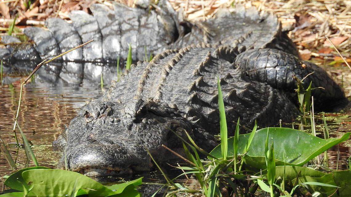 An alligator put two bikers in the hospital when it crawled onto traffic on Interstate 4 near Orange City, Florida, the Florida Highway Patrol says. This is not the same alligator.
