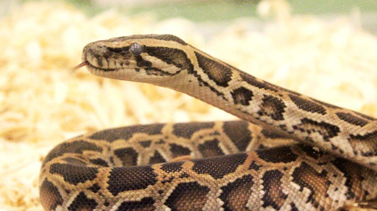 A young Burmese python in the Florida Keys