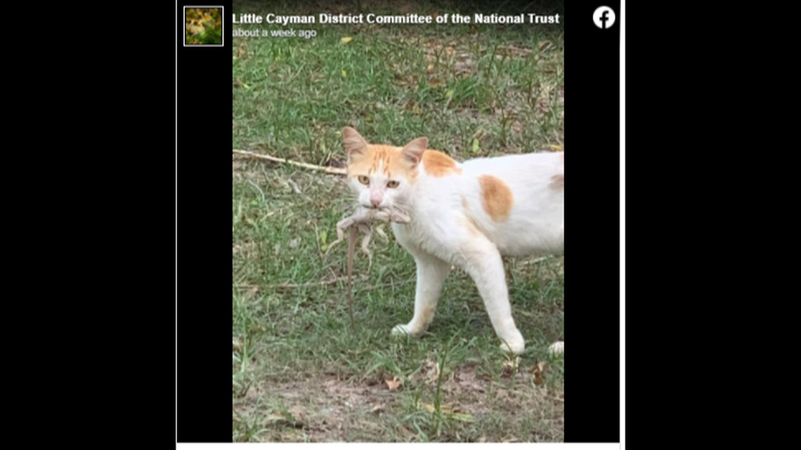 Little Cayman island in the Caribbean is so overrun with cats that the government fears they will soon drive multiple native species to the brink of extinction.