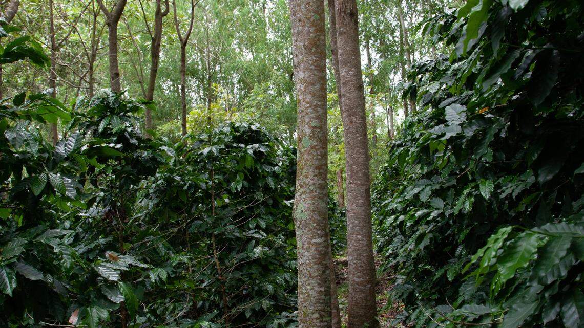 The velvet worms were collected from the Rio de Janeiro state in Brazil, researchers said.