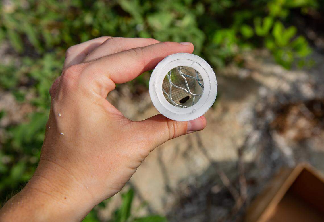 Earlier this year, University of Florida researchers set out pupa at Long Key State Park in protective cups to give them a better chance of surviving. Photo by Geena Hill, UF McGuire Center for Lepidoptera and Biodiversity