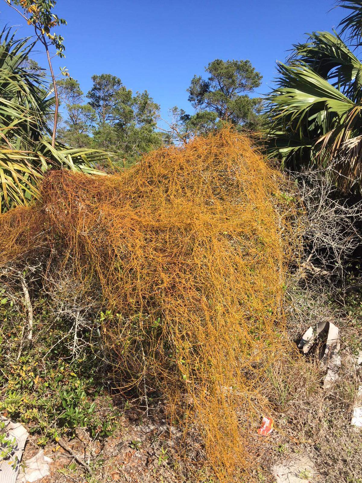 Cassytha filiformis, commonly known as love vine, is a parasitic plant that’s common on four continents.