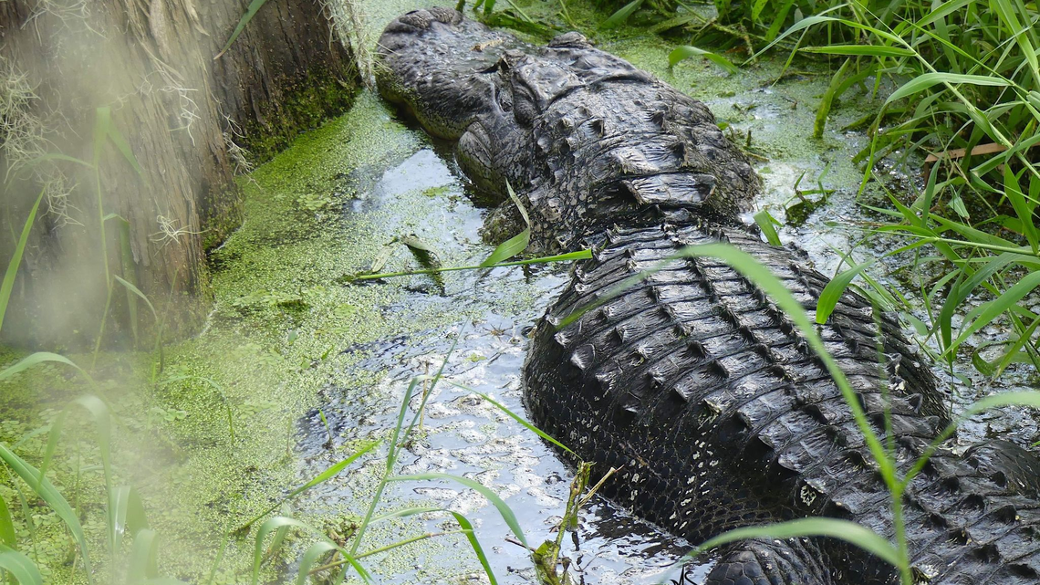 The alligator was “pacing himself” as it moved slowly across the path, the photographer said.
