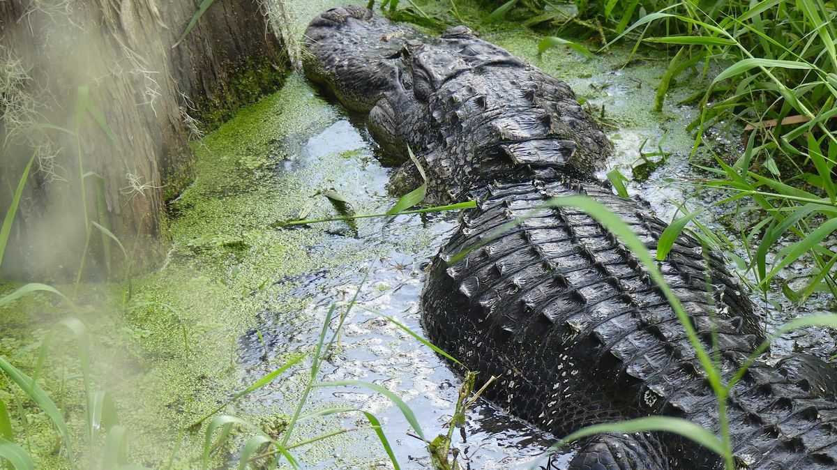 The alligator was “pacing himself” as it moved slowly across the path, the photographer said.