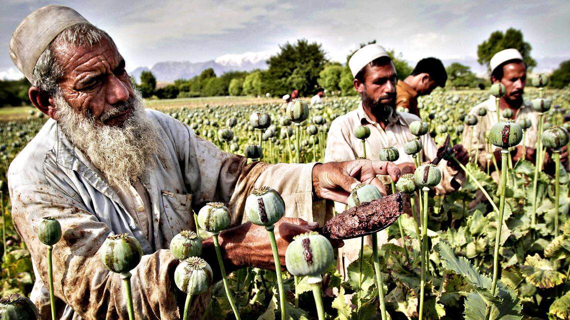 Afghan farmers collect raw opium as they work in a poppy field in Khogyani district of Jalalabad. Because of Afghanistan’s porous border, opium production has seeped deep into Pakistan.