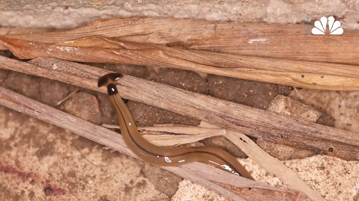 Invasive hammerhead flatworms have been drawing attention for their toxic skin and their ability to respawn. But humans likely do not have to worry, experts say.
