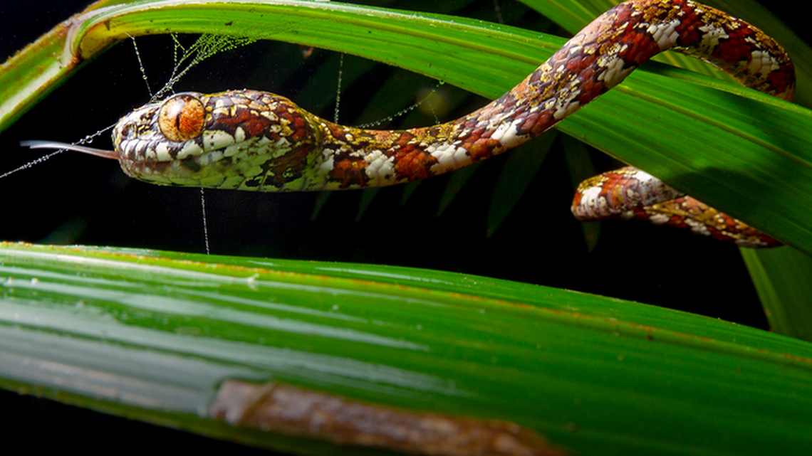 Scientists discovered a new snake species and named it Sibon Irmelindicaprioae after Leonardo DiCaprio’s mom.