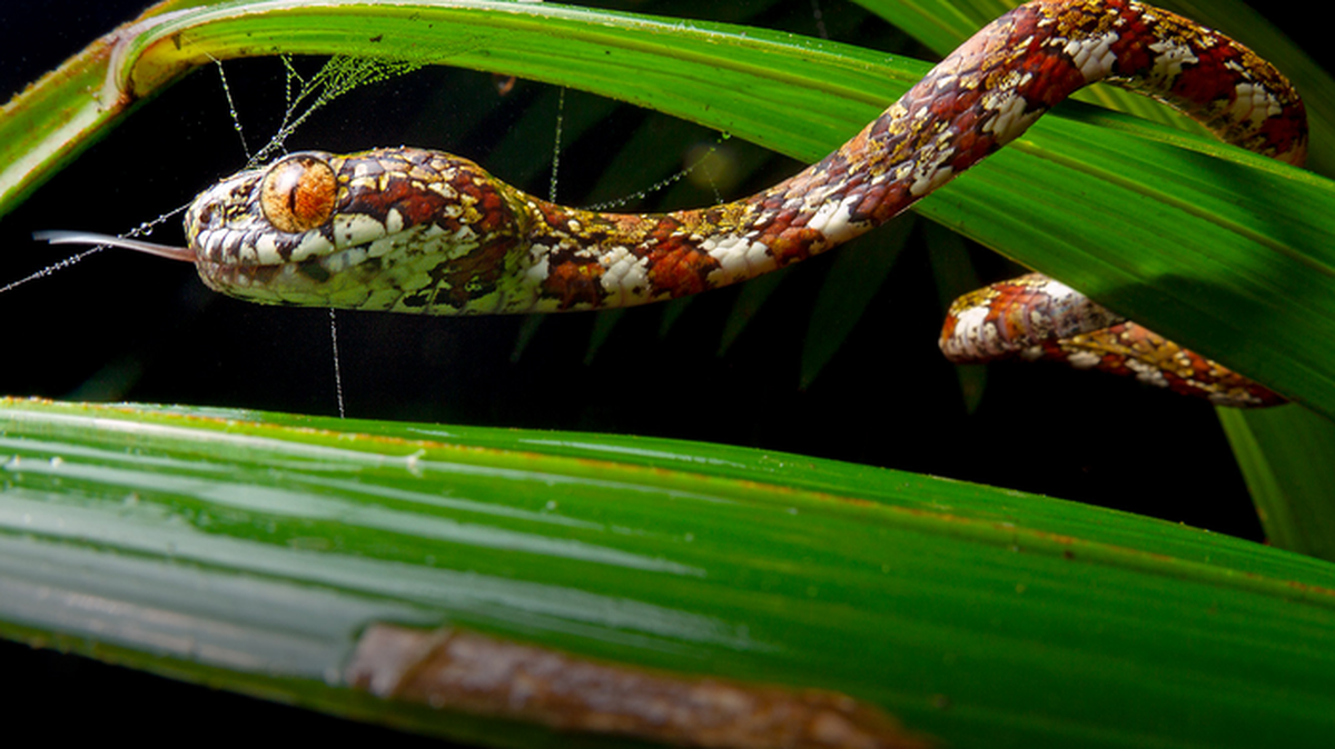 Scientists discovered a new snake species and named it Sibon Irmelindicaprioae after Leonardo DiCaprio’s mom.