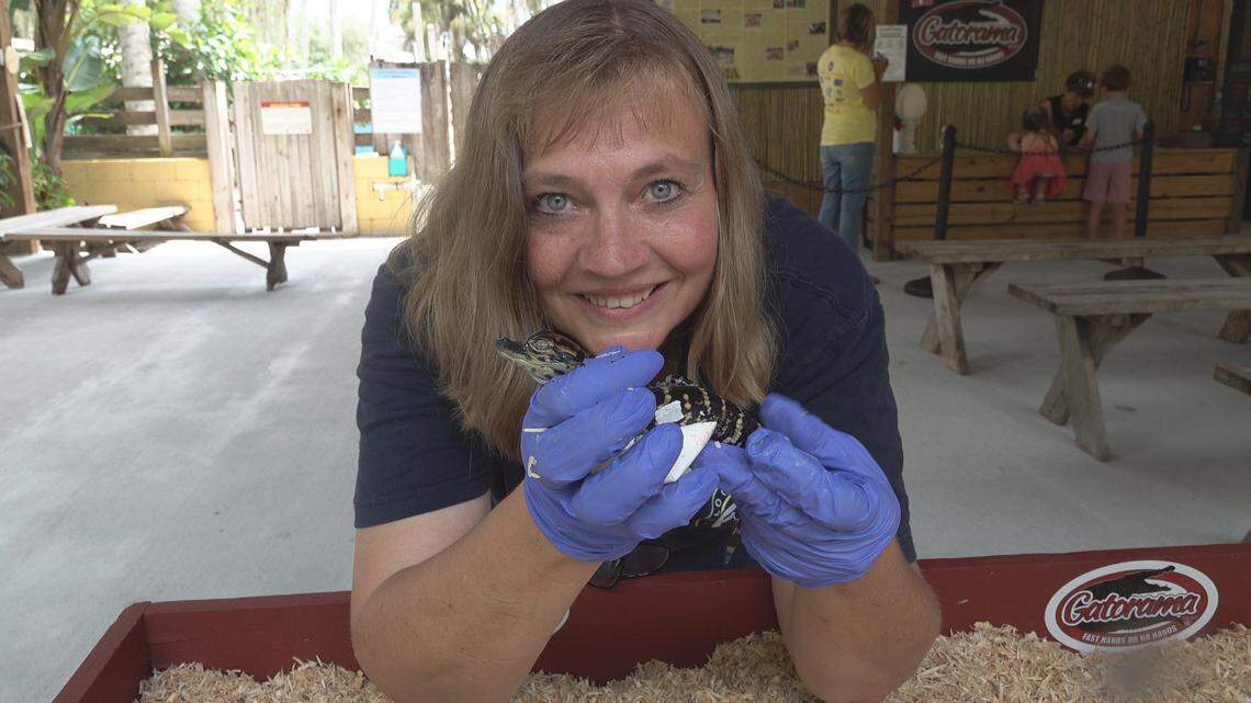 Jamie Murdoch, a nature photography hobbyist, says it’s the first time she’s seen an intact alligator skeleton in the wild.
