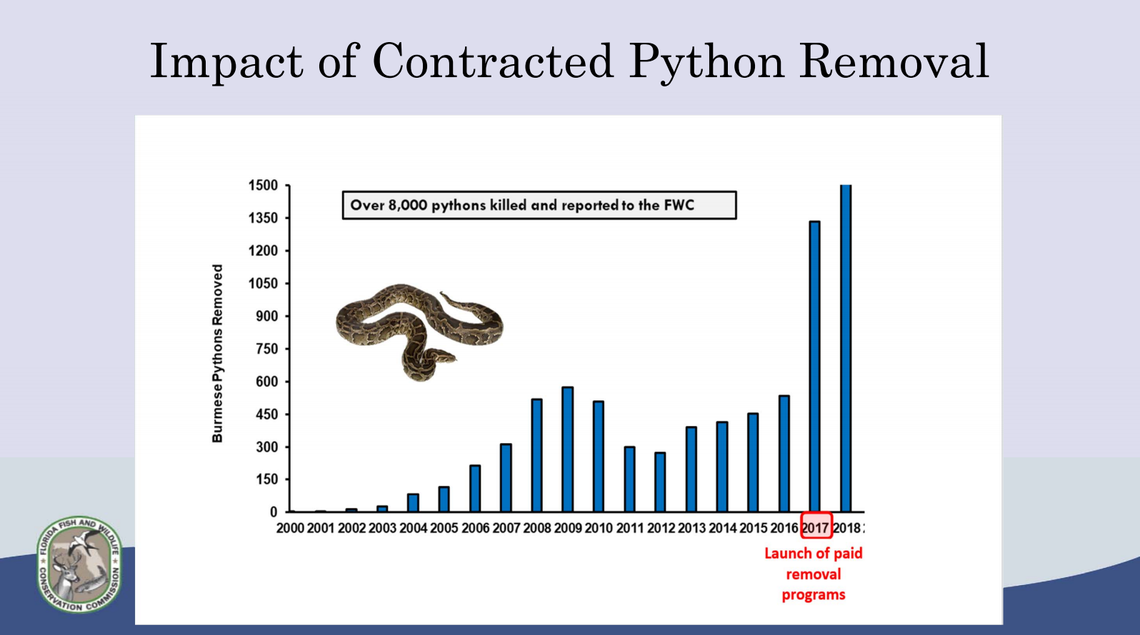 Since the Python Elimination Program began in 201 7, hundreds more pythons have been removed from sensitive ecosystems.