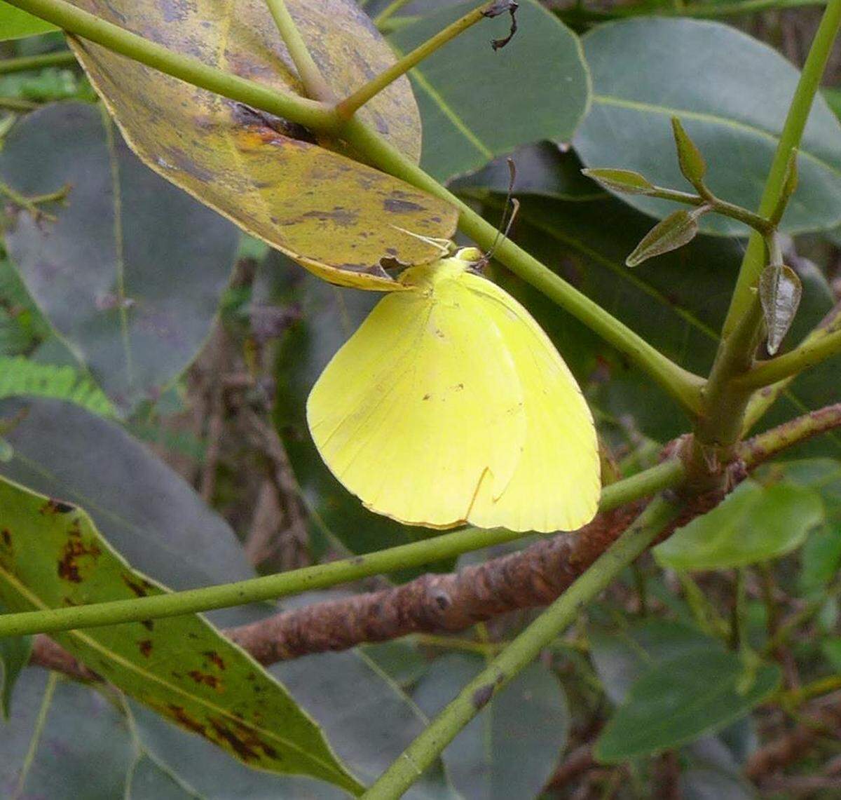 The rare dina yellow butterfly.