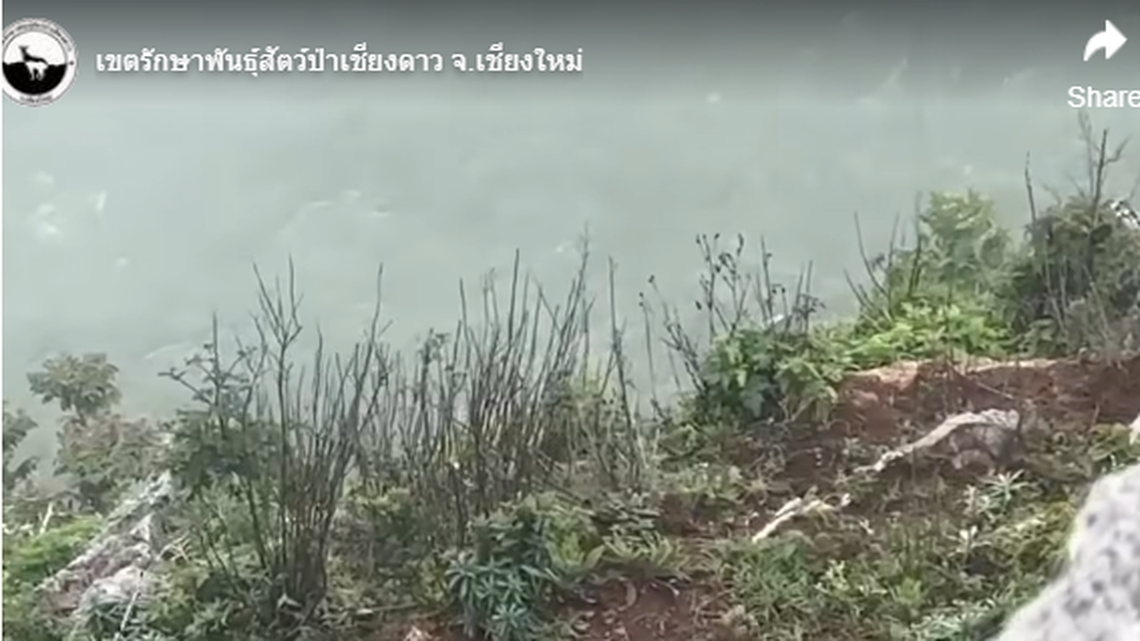 The head of Chiang Dao Wildlife Sanctuary told a local Thai news outlet that just 300 gorals are estimated to exist in Thailand.