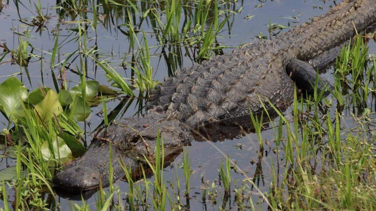 Con el inicio de la primavera, a partir del próximo 20 de marzo de 2025, el clima es más cálido en la Florida y los caimanes están más activos.