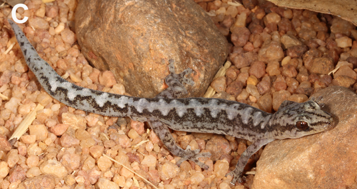 An Amalosia queenslandia, or Queensland zigzag gecko, lying on some rocks.