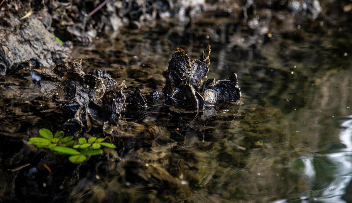 Detail of Eastern Oysters seen in the Coral Gables waterways during a kayak tour with Alberto “Tico” Aran, Founder of the Watershed Action Lab, who lead the Native Oyster Restoration Project to Biscayne Bay to improve the quality of the water entering Biscayne Bay as a tool to mitigate algal blooms on Friday October 8, 2021