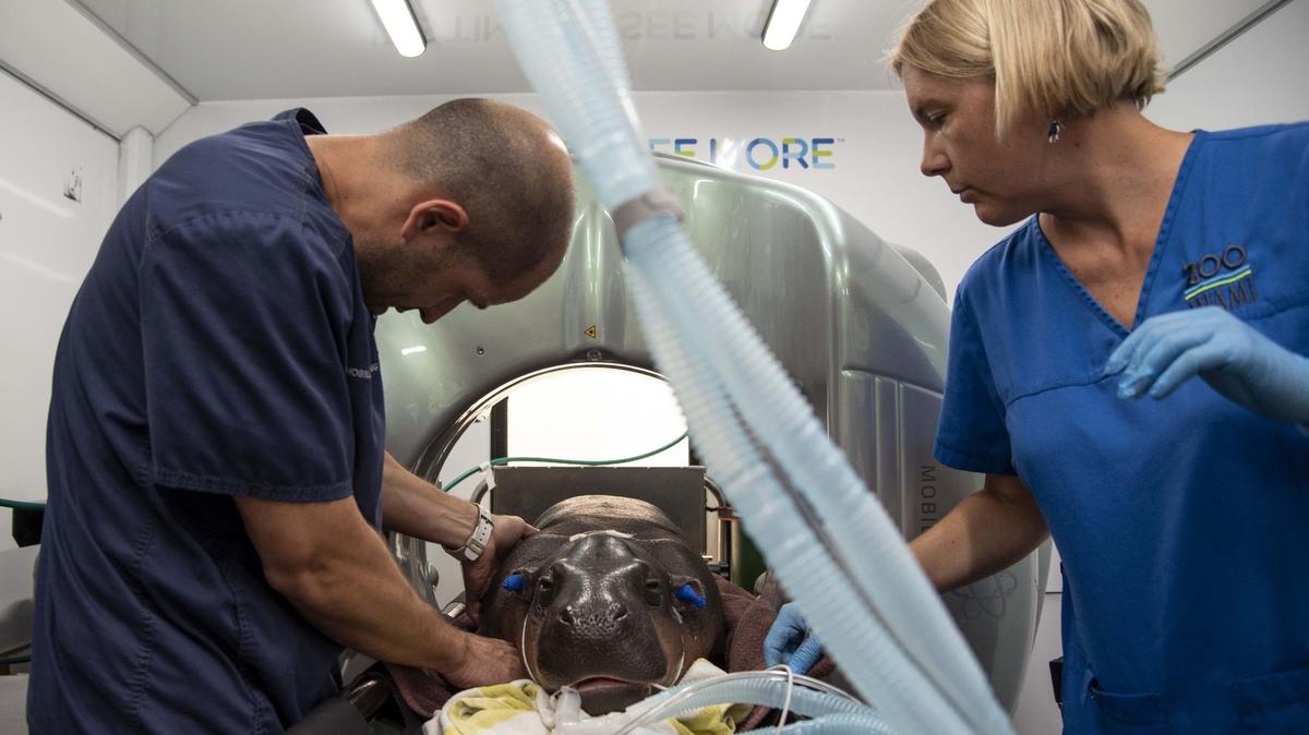 Dr. Xavier Meaux, left, and Dr. Gabriella Flacke prep Aubergine for a CT scan on July 12, 2019.