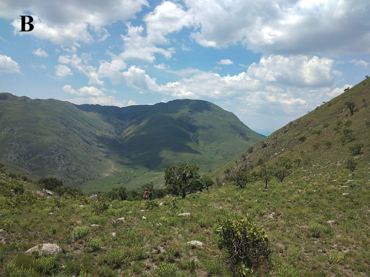 The lizards have only been found around Mount Moco, the tallest mountain in Angola.