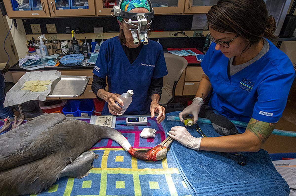 A Sarus Crane underwent cataract surgery at Zoo Miami Sept. 12, 2018.