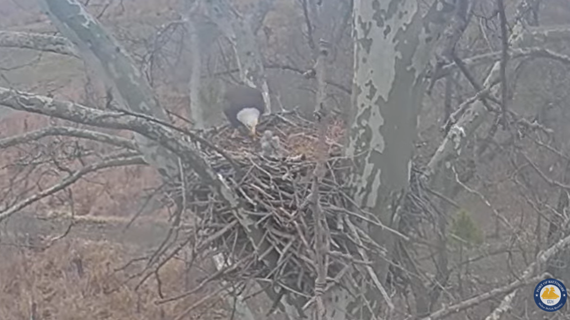 Three bald eagles hatched in a sycamore tree at Masonville Cove in Baltimore, Maryland, an agency said March 10.