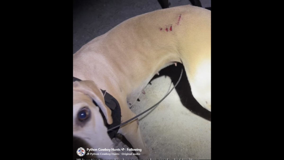 Mouse had gone about 500 yards into thick vegetation, and then returned 20 minutes later with the wounds on her hindquarters, video shows. 