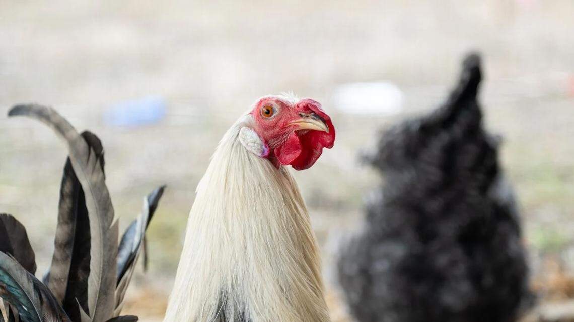 Rooster Survived 300-Bird Cockfighting Bust Dances for Hens