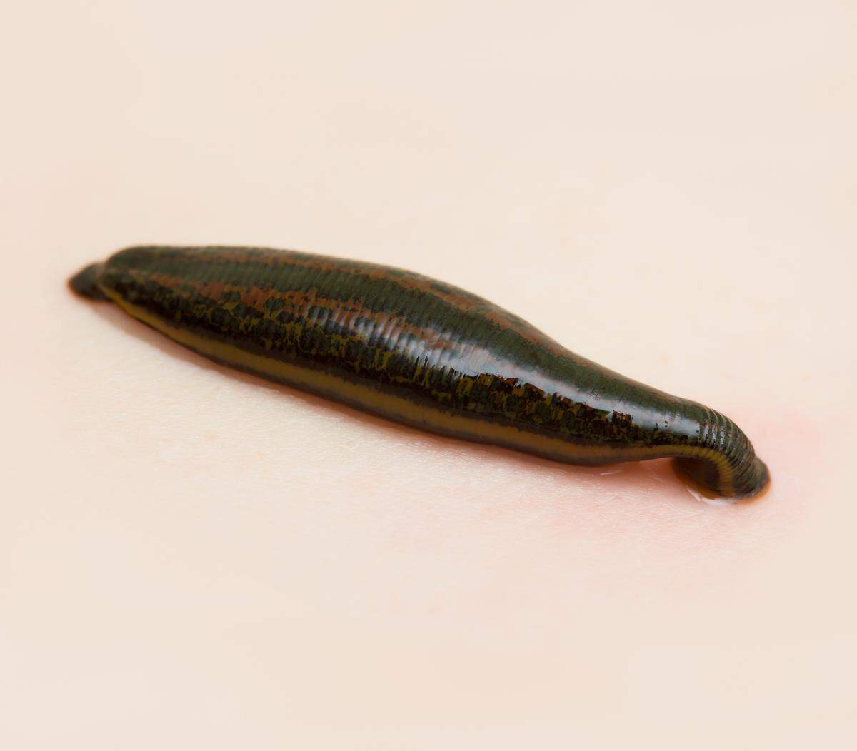 Leeches are blood-sucking animals that have two suckers used to attach to other creatures and feed.