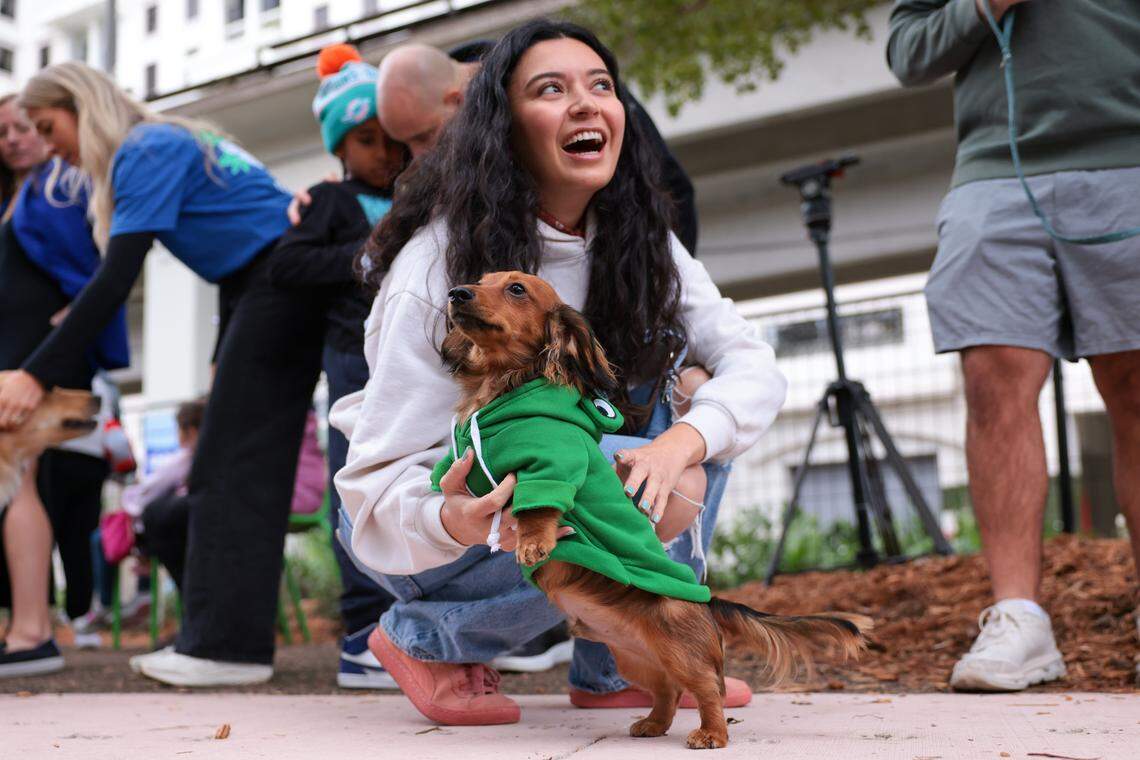 Oliver, a miniature longhaired dachshund, stands on his hind legs with the help of his owner, Paula Galvis, during the grand opening of the Chewy Bark Park at 4579 Ponce de Leon Blvd. in Coral Gables, Fla., Saturday, Jan. 31, 2026.