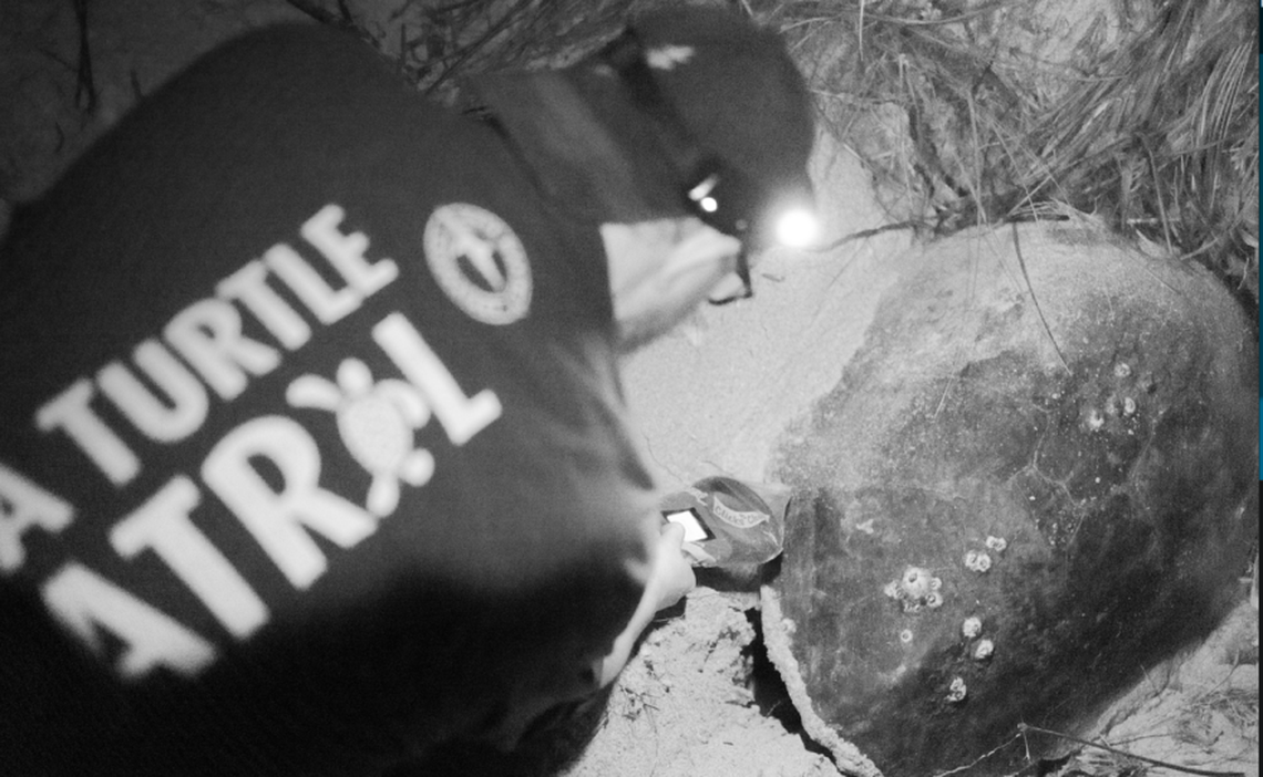 Dr. Jake Lasala scans a loggerhead sea turtle to check for a microchip tracking tag during the summer of 2024. Mote Marine Laboratory uses these tags to identify individuals for a long-term population monitoring project.