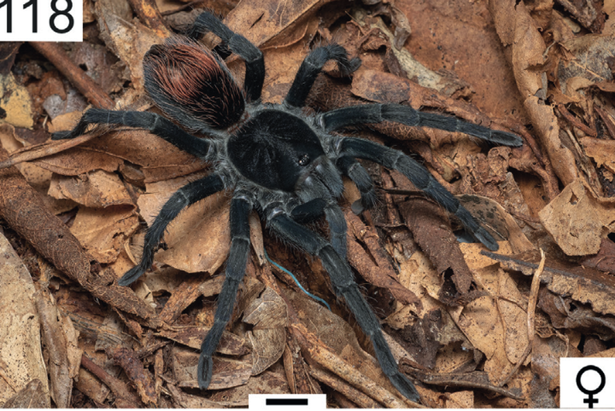 The predominantly dark grey spider has long red bristles on its back end.
