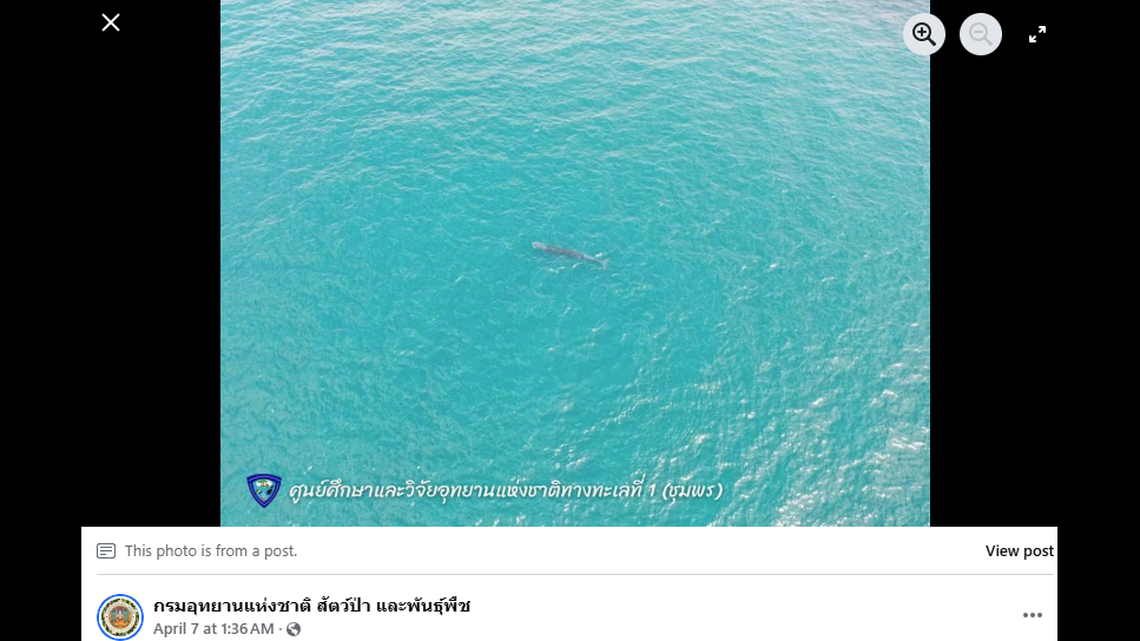 The whales are rarely seen in Thai waters, officials said.