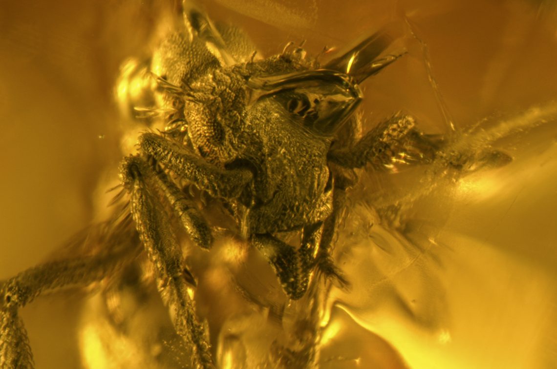 The new species is considerably smaller than its modern-day relatives, researchers said.