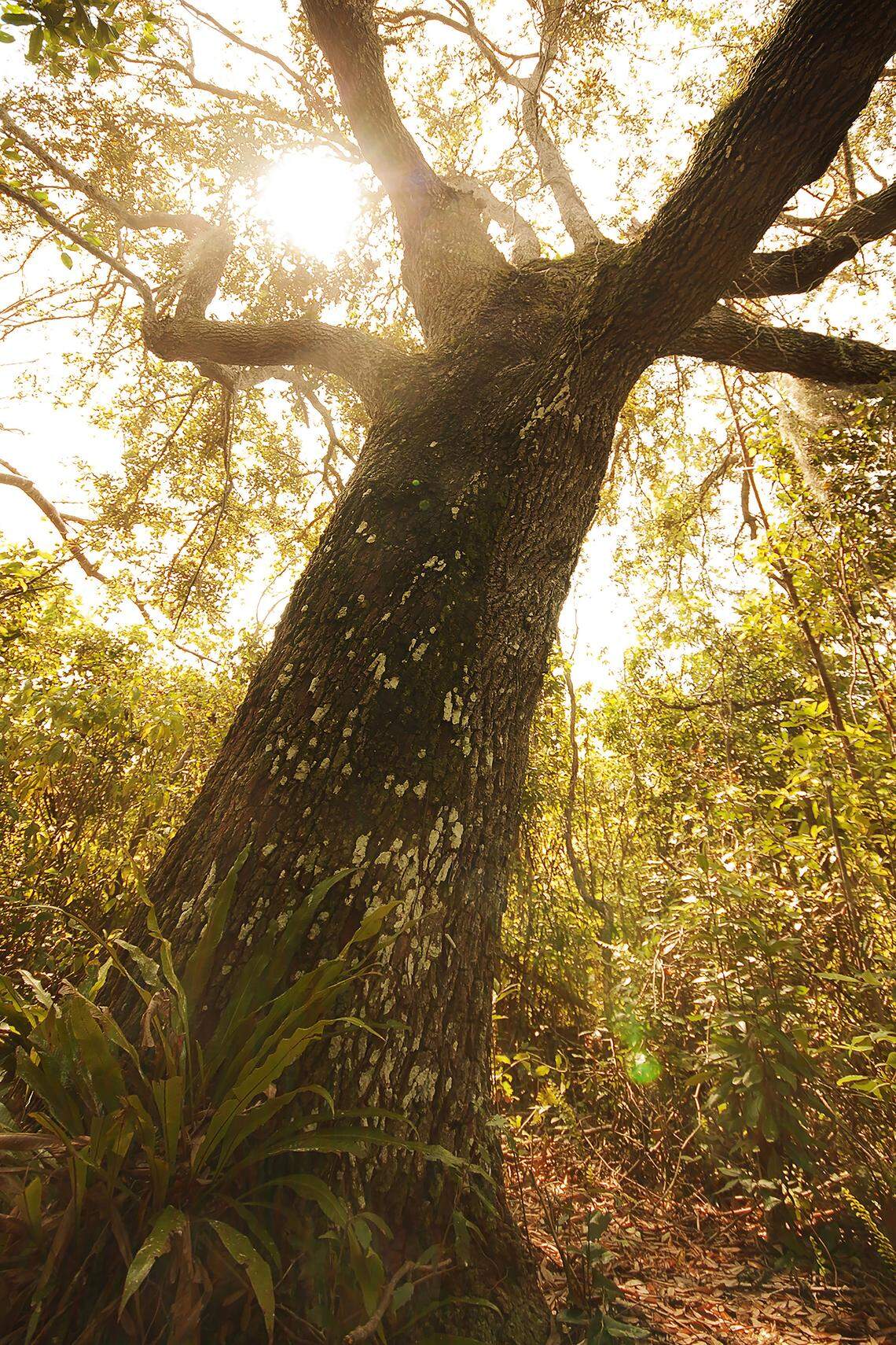 Oaks always welcome tree huggers.