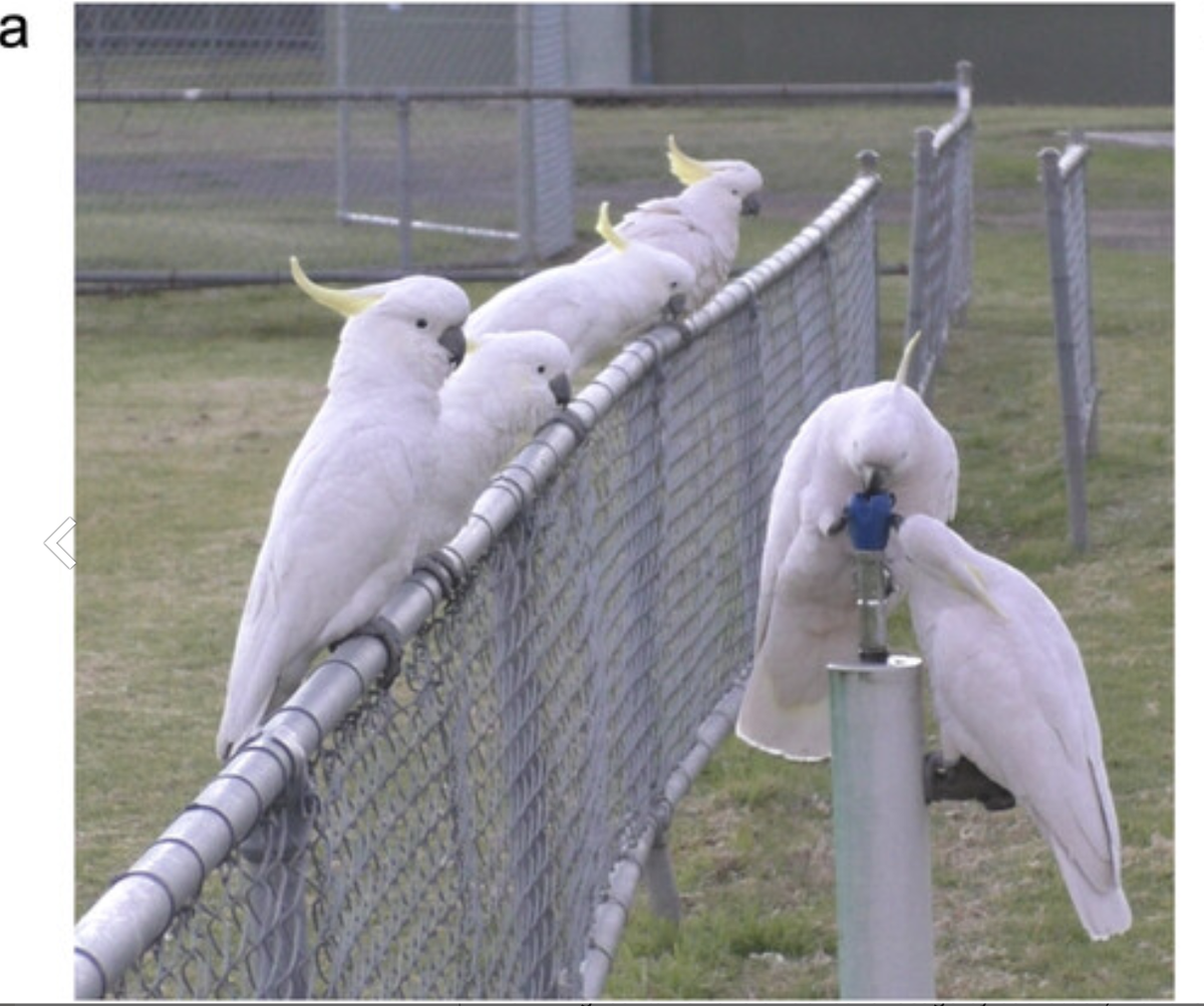 The cockatoos were only successful about half of the time, but since the water is “infinite,” lines of birds form.