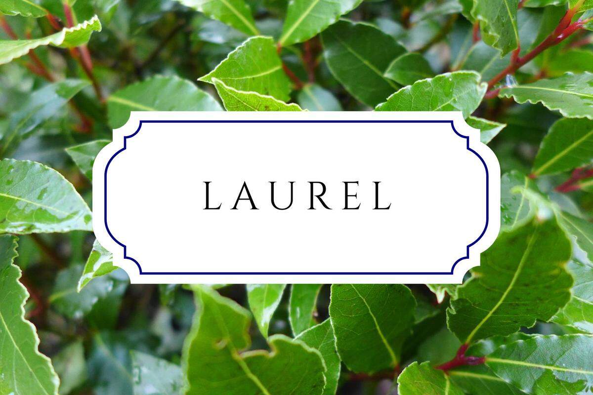 botanical baby names laurel