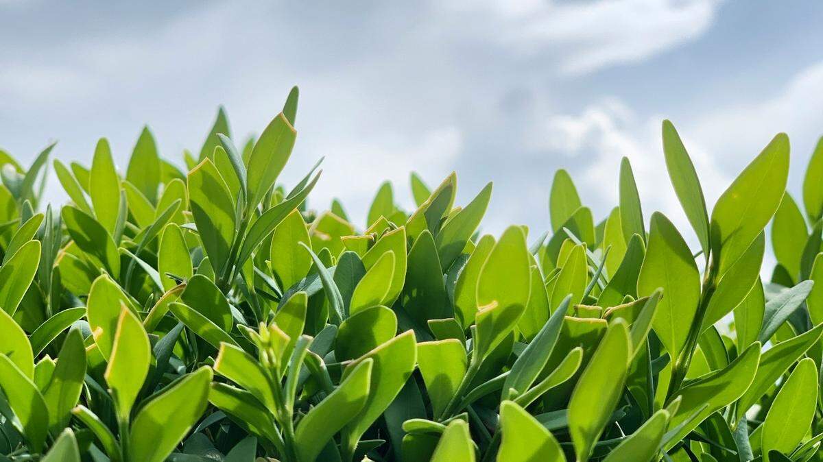 Box tree moths, recently discovered in Virginia for the first time, are dangerous to boxwood plants, officials said.