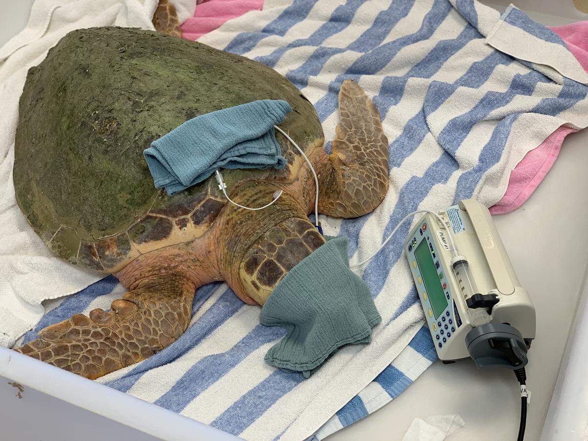 A loggerhead turtle receives intravenous lipid emulsion treatment at Florida’s Loggerhead Marinelife Center in Juno Beach. Scientists observed that symptoms of red tide poisoning disappeared within 24 hours