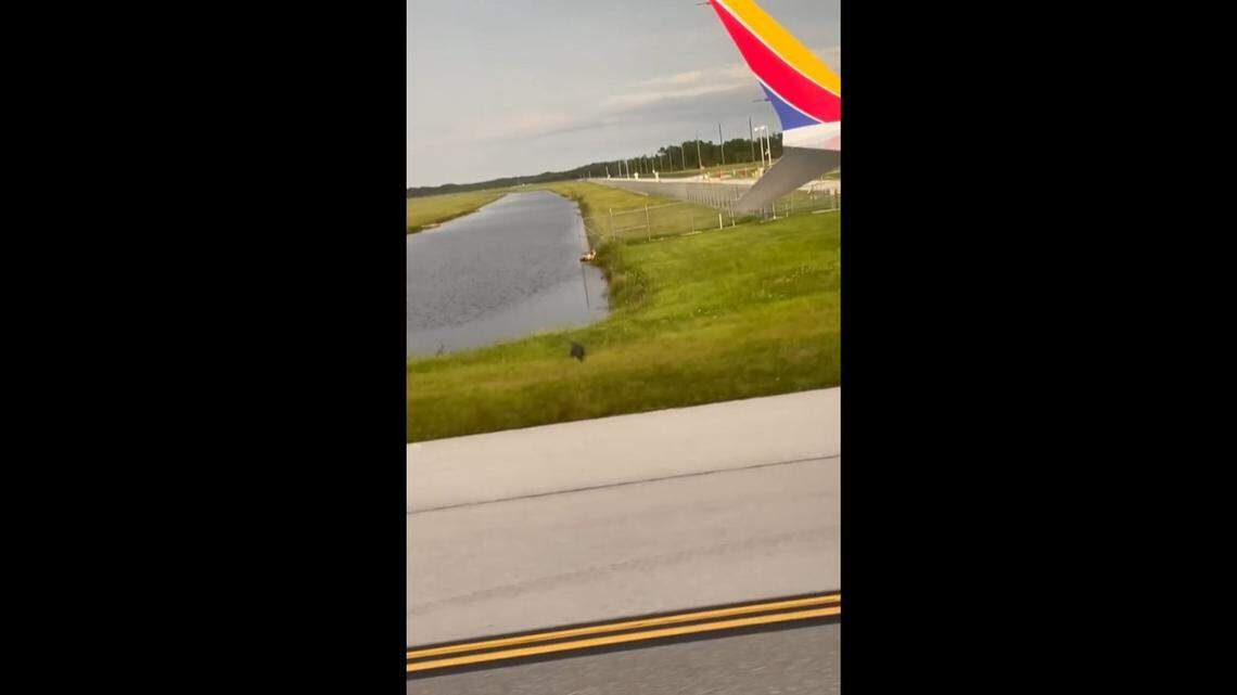An alligator is seen in a video walking across the runway at Southwest Florida International in Fort Myers/Facebook