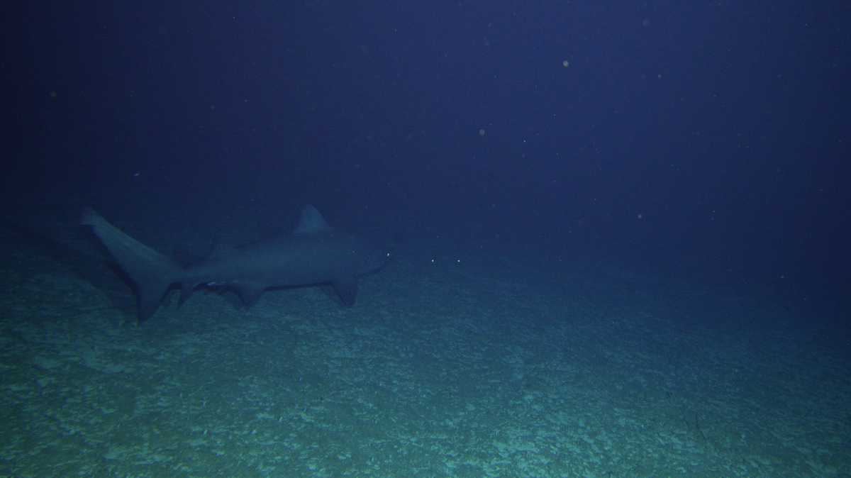 The Coral Sea Frontier voyage captured footage of the Mellish Seamount and rarely seen Sand Tiger Shark.
