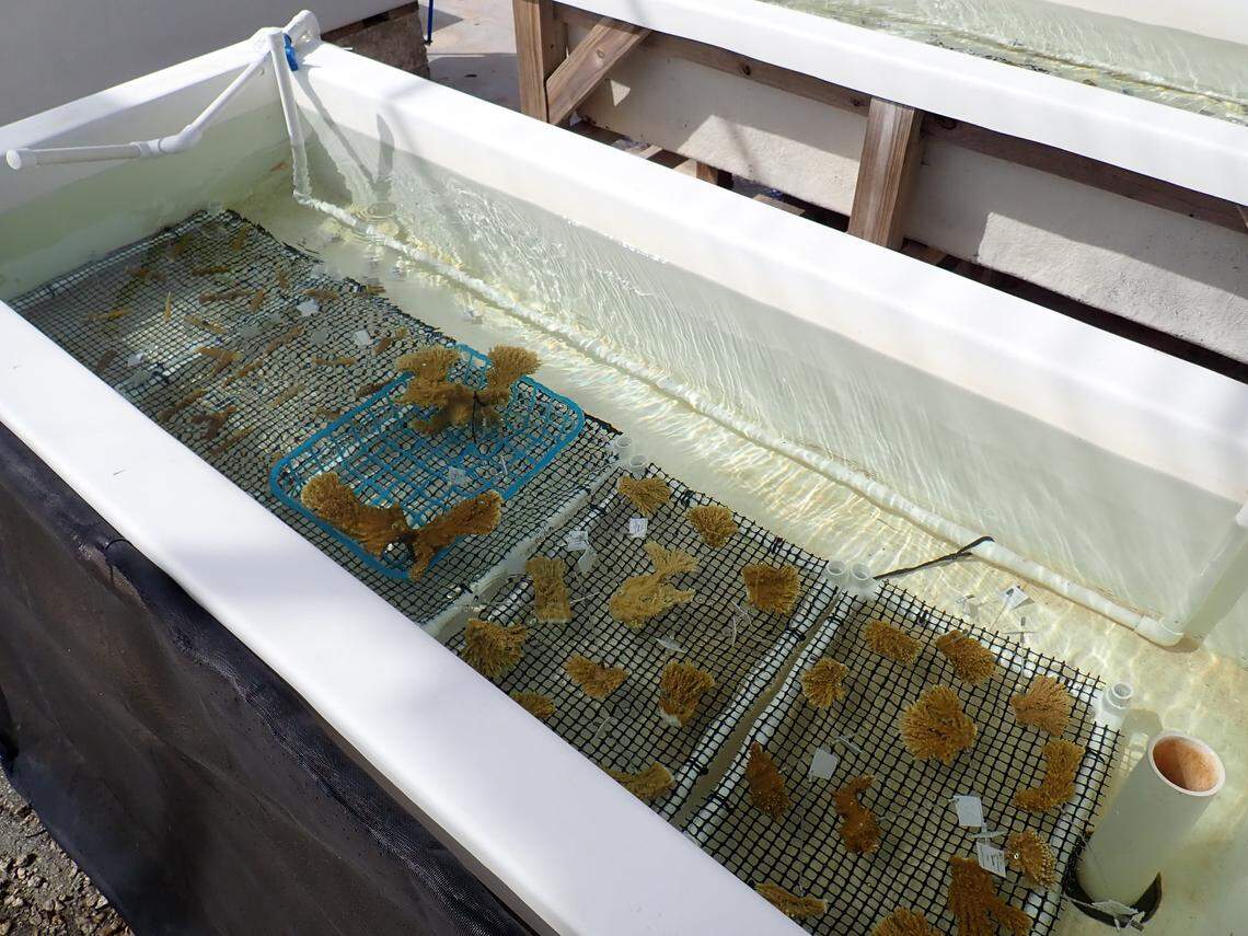 Bleached and paled fragments of Elkhorn and Staghorn corals are parceled out into a seawater aquarium at Keys Marine Laboratory, where scientists are frantically rushing to store corals imperiled by the record-breaking heat.