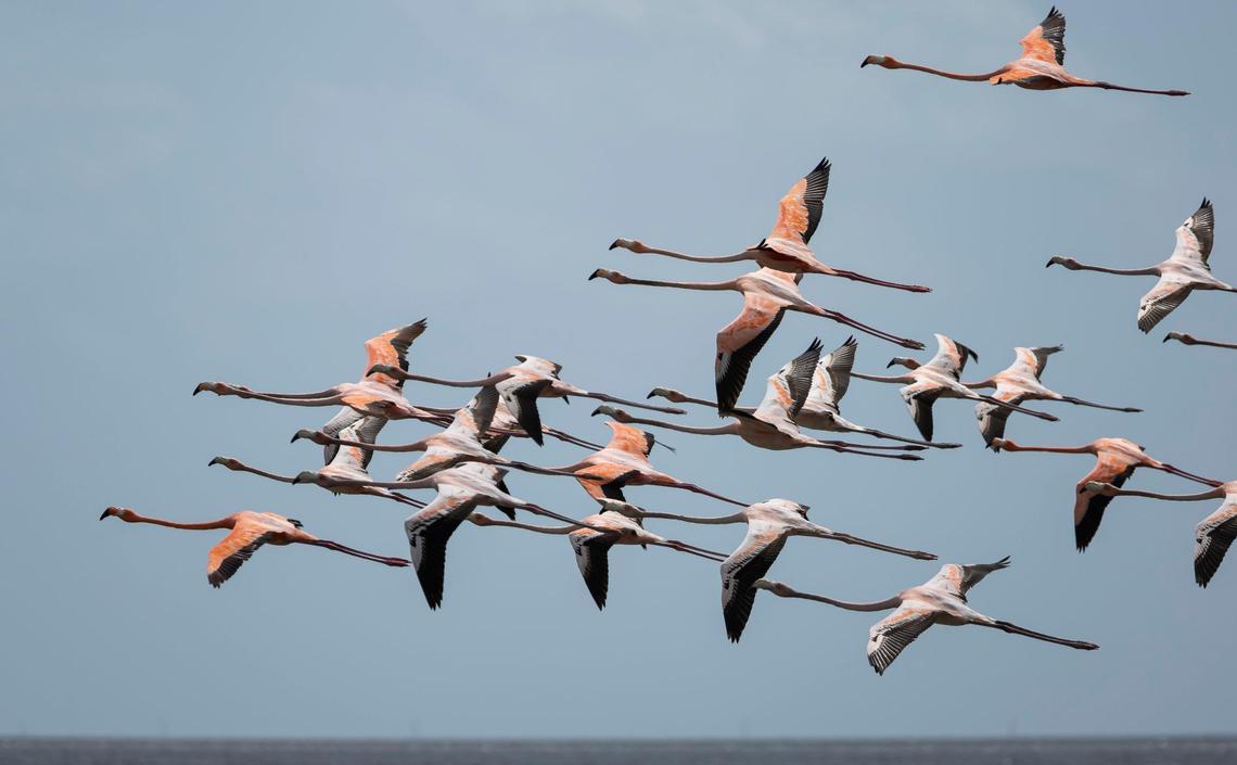 A flock of flamingos fly over Florida Bay on Tuesday, April 23, 2024.
