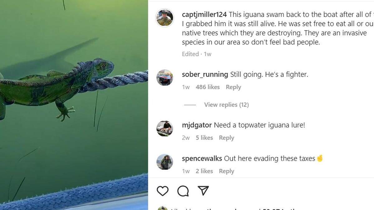 Iguana on a rope in the Florida Keys about to be chomped on by tarpon
